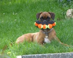 a dog laying in the grass with an orange and green toy in it's mouth