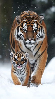 Big Cat Tattoo, Zoo Photos, Wild Tiger, Wild Kingdom, Cute Tigers, Cat Family