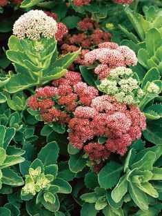 some red and white flowers are growing in the ground near green leaves on a plant