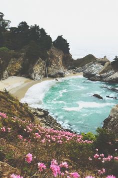 an ocean beach with pink flowers on the shore