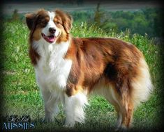 a brown and white dog standing on top of a lush green field