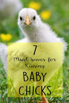 a baby chick with the words 7 must haves for raising