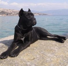 a black dog laying on top of a rock next to the ocean