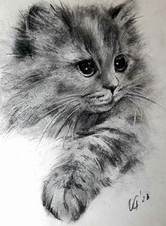 a pencil drawing of a kitten's face and paw, with one eye open