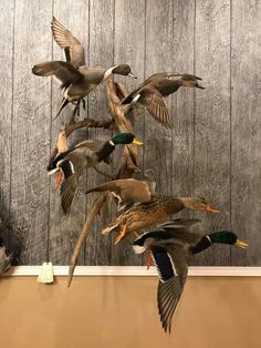 a flock of ducks flying over a wooden wall