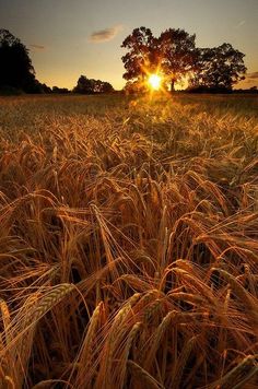 the sun is setting over a field of ripening wheat, with trees in the background