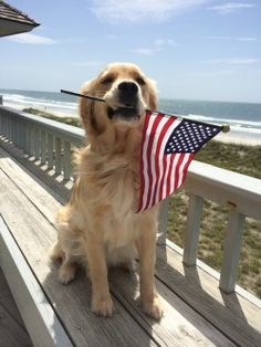 a dog sitting on a porch with an american flag in it's mouth and the beach in the background