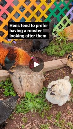 chickens and roosters are standing around in the yard