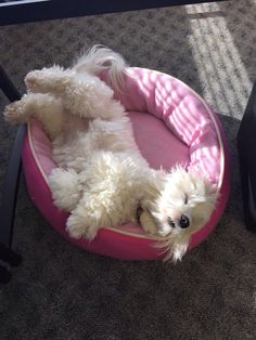 a small white dog laying on top of a pink pet bed next to a black chair