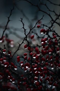 red berries are growing on the branches of a tree with water droplets all over them