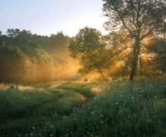 the sun shines brightly through the trees and grass in this field with wildflowers