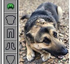 a dog is laying on the ground next to an image of a computer screen with a turtle on it