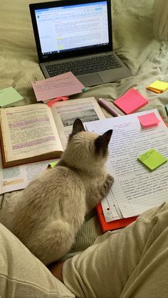 a cat sitting on top of a bed next to an open book and laptop computer