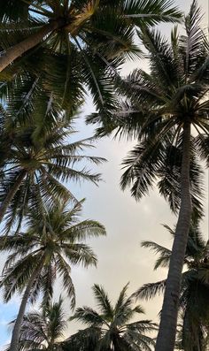 palm trees in the foreground and clouds in the background