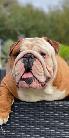 a brown and white dog laying on top of a black table next to trees in the background