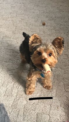 a small brown dog holding a toy in it's mouth while standing on the floor