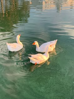 two white ducks swimming in the water