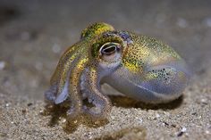 a close up of an octopus on the ground