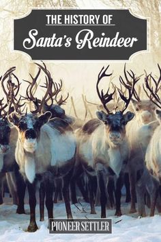 the history of santa's reindeer