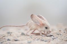 a small mouse on the ground eating something