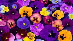 many different colored pansies are in the water and there is no image here to provide a caption for