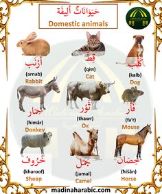 an arabic poster with different animals and their names in the english speaking words below it