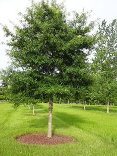 Willow Oak Tree Willow Oak Tree, Rose Like Flowers, Willow Oak, Landscape Backyard, Foliage Leaves, Flowering Tree, Blueberry Bushes, Zone 5, Shade Trees