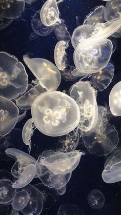 many jellyfish are swimming in the water