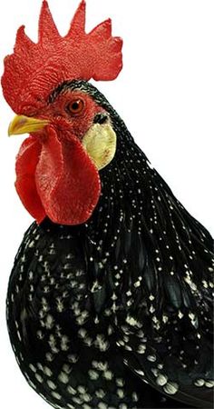 a black and white chicken with red combs on it's head, standing in front of a white background