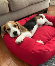 a dog laying on top of a red bed