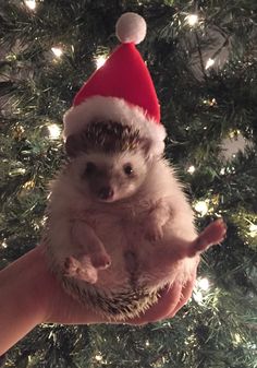 a hedgehog in a santa hat sitting on someone's hand