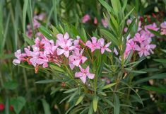 pink flowers are blooming in the garden