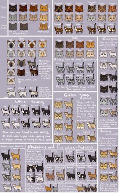 an image of cats in different colors and sizes