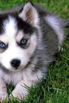 Siberian Husky <3 i will own you one day =D Siberian Cat, Dark Grey, Grey