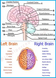 the left and right brain are labeled