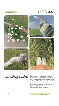 an advertisement with pictures of cats in the grass and flowers on the side of it