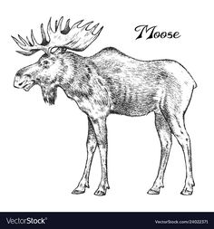 a moose with antlers on it's head and the word moose written in black ink