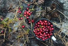 berries and pine cones are on the ground