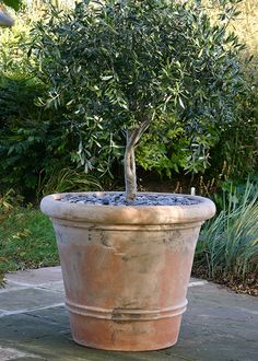 an olive tree is growing in a large pot