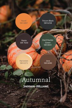 an autumn color scheme with pumpkins in the background