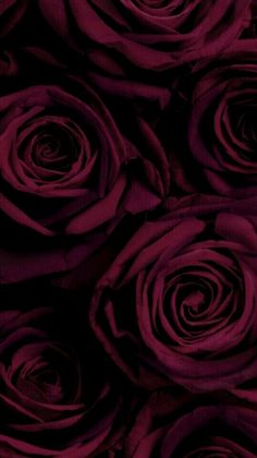 a bunch of roses that are purple in color