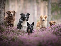 four dogs are standing in the middle of a field with purple flowers and trees behind them