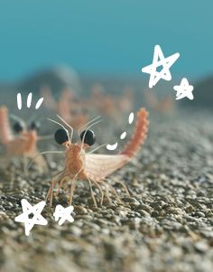 an image of a crab on the ground with stars in it's eyes and two crabs facing each other