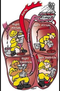 the heart is filled with different types of things to see in this diagram, including lungs and