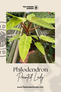 Add a splash of artistic flair to your indoor garden with the Philodendron 'Painted Lady'. Known for its vibrant, variegated leaves with hues of pink, orange, and green, this plant is a true masterpiece. Enhance your space with the stunning Philodendron 'Painted Lady' today! 🏡💚 #PhilodendronPaintedLady #HouseplantLovers #IndoorPlants #VariegatedPlants #GreenLiving #PlantMom #UrbanJungle #PlantDecor #HouseplantCommunity #GreenThumb Home Decor Plants, Variegated Philodendron, Decor Plants, Unique Office, Painted Ladies