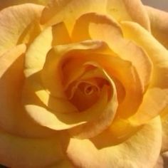 a yellow rose is shown in close up