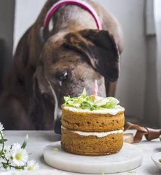 a dog is looking at a cake with candles on it and flowers around the edges