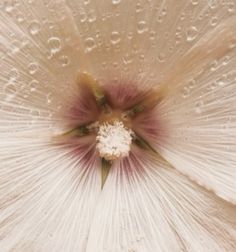 the inside of a flower with water droplets on it