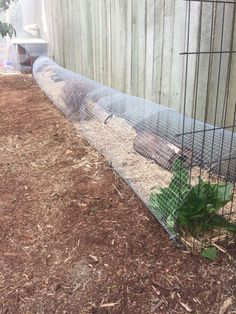 two birds in a cage on the ground next to a fence and some dirt with grass