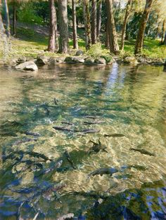 several fish are swimming in the water near some trees and rocks on the bank, while another group of fish swims nearby